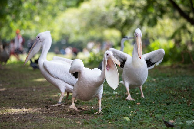 Pelicans at St James’s Park