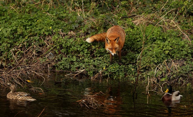 It is feared trail hunting could be a cover for illegal foxhunting (Brian Lawless/PA)