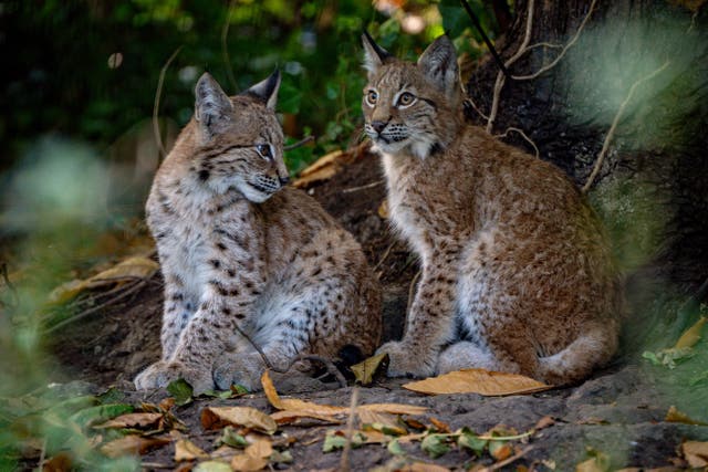 A public poll is to be held to name the lynx kittens (Ben Birchall/PA)