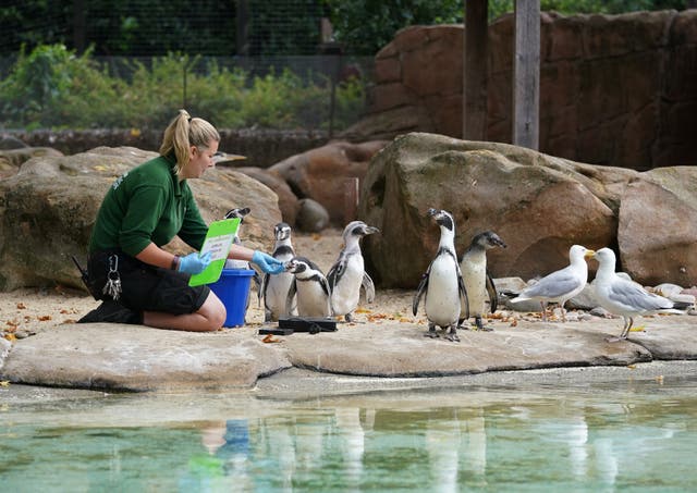 Keeper Jessica Courtney-Jones attempts to weigh Humboldt penguins during the annual weigh-in at ZSL London Zoo