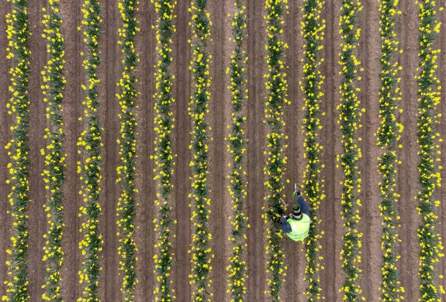 Daffodil picking at Taylor’s Bulbs