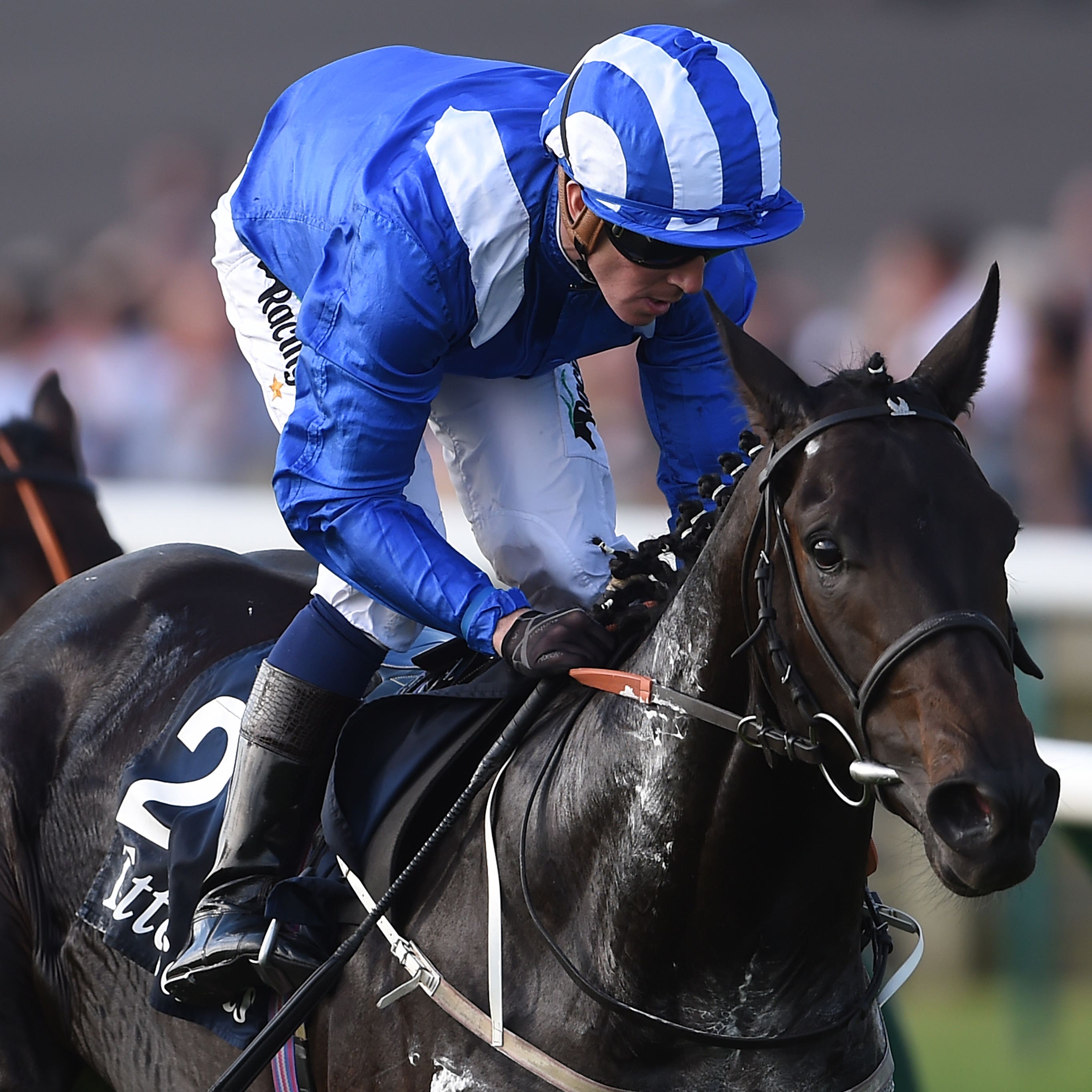 Elarqam was disappointing in the Irish Guineas