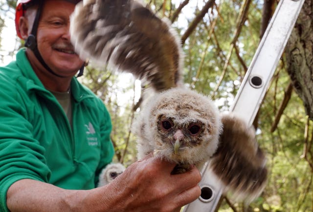 Tawny owl study