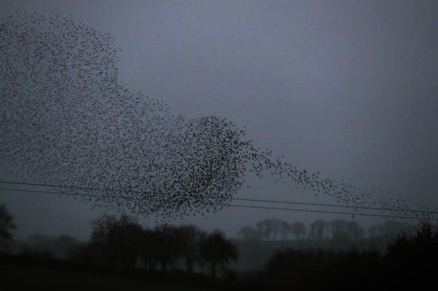 Starling Murmuration