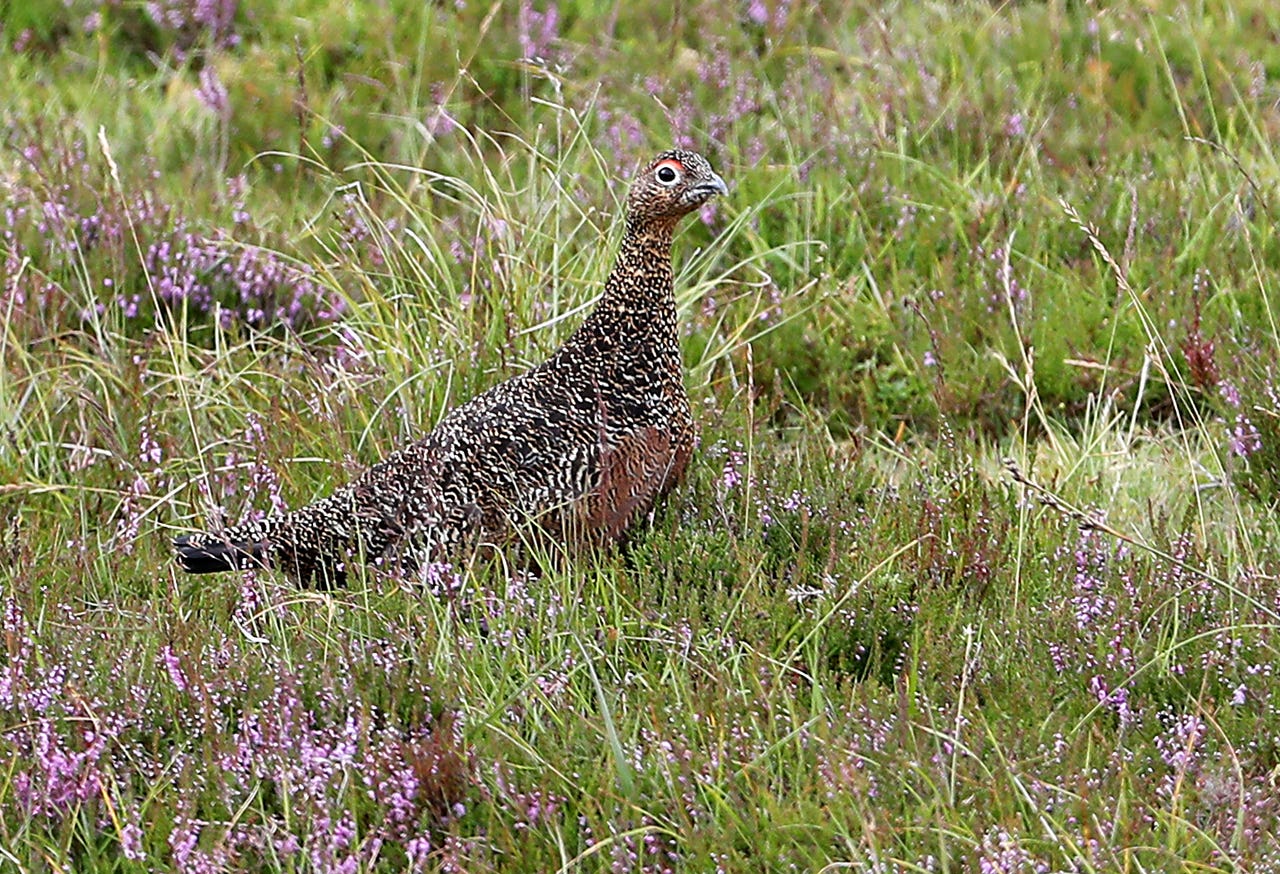 Grouse shooting season opens amid stock concerns Jersey Evening Post