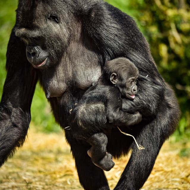 Mother Touni keeps a close eye on her baby (Ben Birchall/PA)