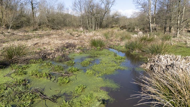 A general view of the beaver wetlands area near Cullompton, Devon