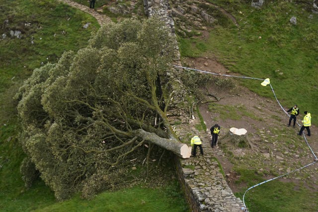The Sycamore Gap tree was illegally felled, with two men later jailed for the crime (Owen Humphreys/PA)