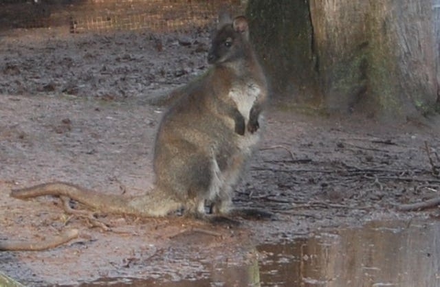 Wallaby captured in Somerset