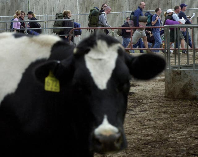 Glastonbury Festival Cattle