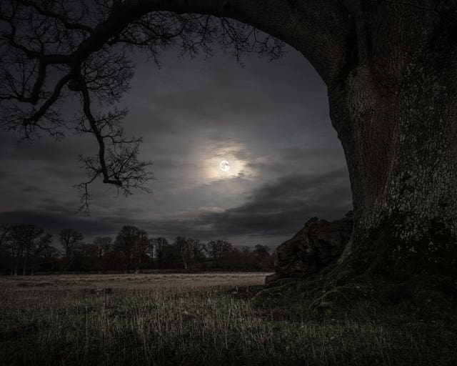 A moon covered in cloud framed by the trunk and branches of a tree 