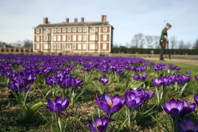 Crocuses in the gardens of the National Trust’s Ham House in London, where milder temperatures have coaxed 120,000 Ruby Giant crocuses into bloom  