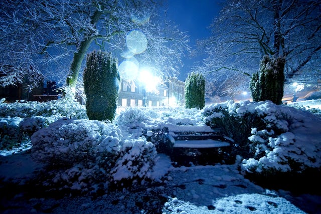 Overnight snow covers foliage and benches in a dark park