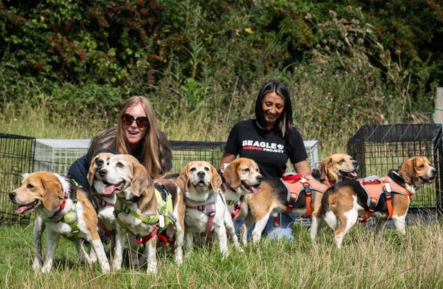 Beagle Freedom Project