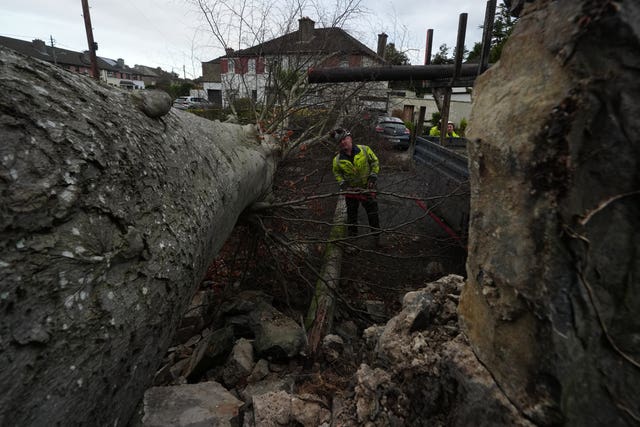 Workers removing a fallen tree