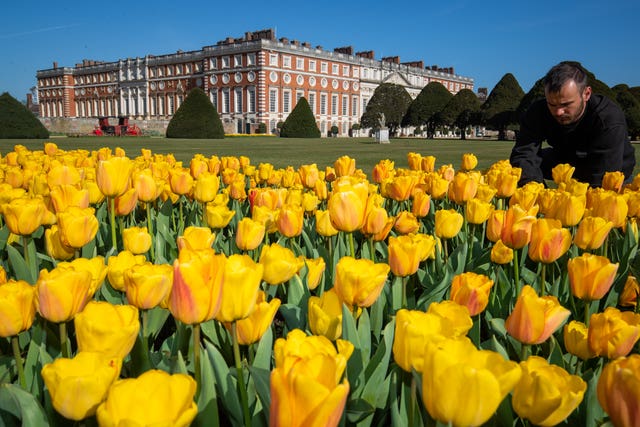 Tulip festival at Hampton Court Palace