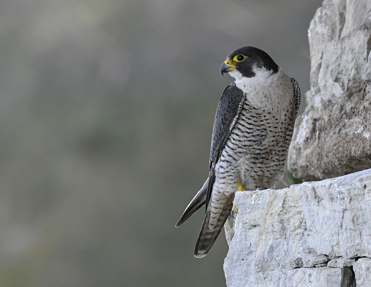 Man charged over theft of peregrine falcon eggs from nest in quarry ...