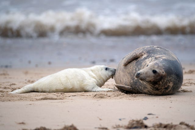 Grey seal pupping season