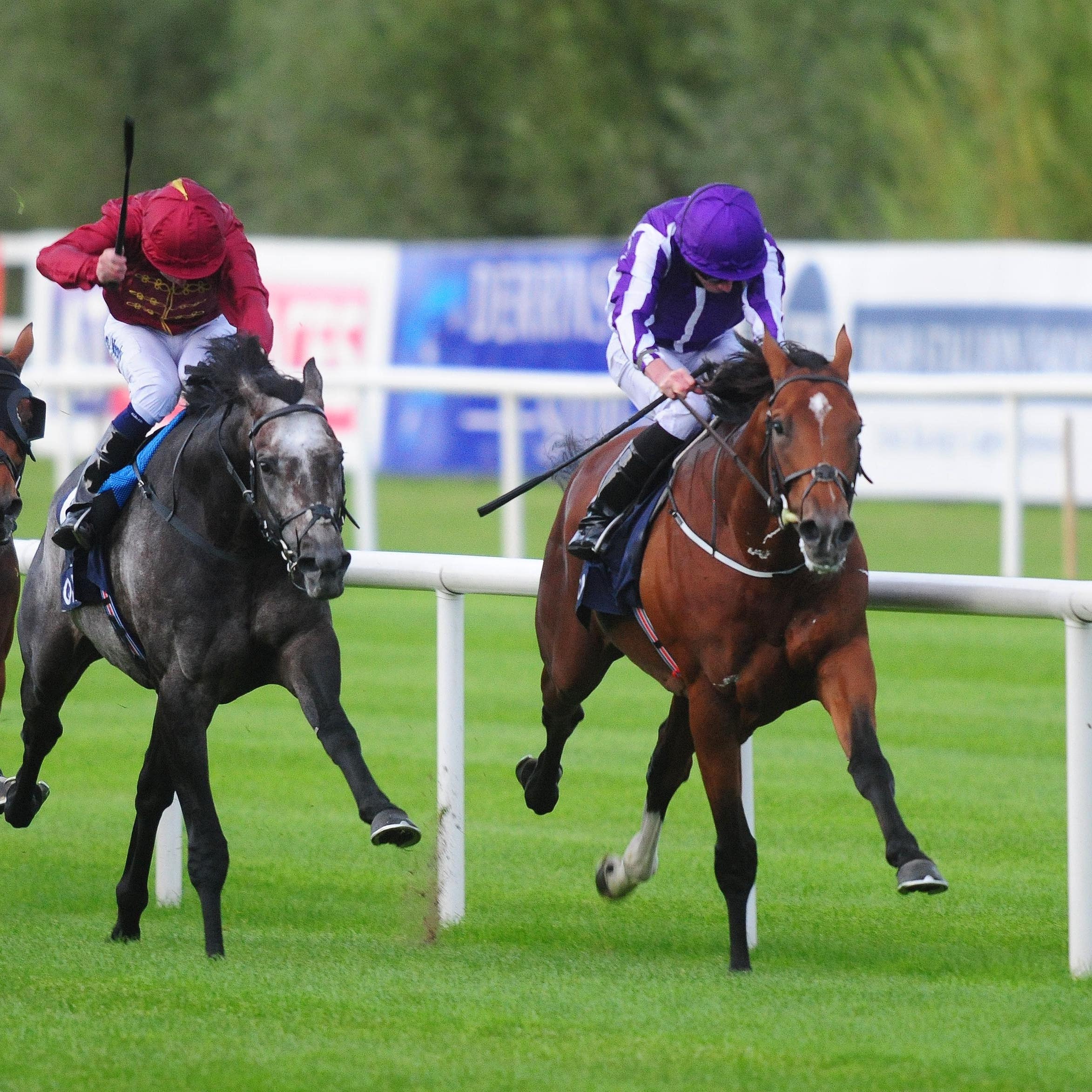 Saxon Warrior (right) was narrowly beaten in his final race at Leopardstown