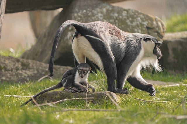 Masaya and her baby daughter Lagertha 