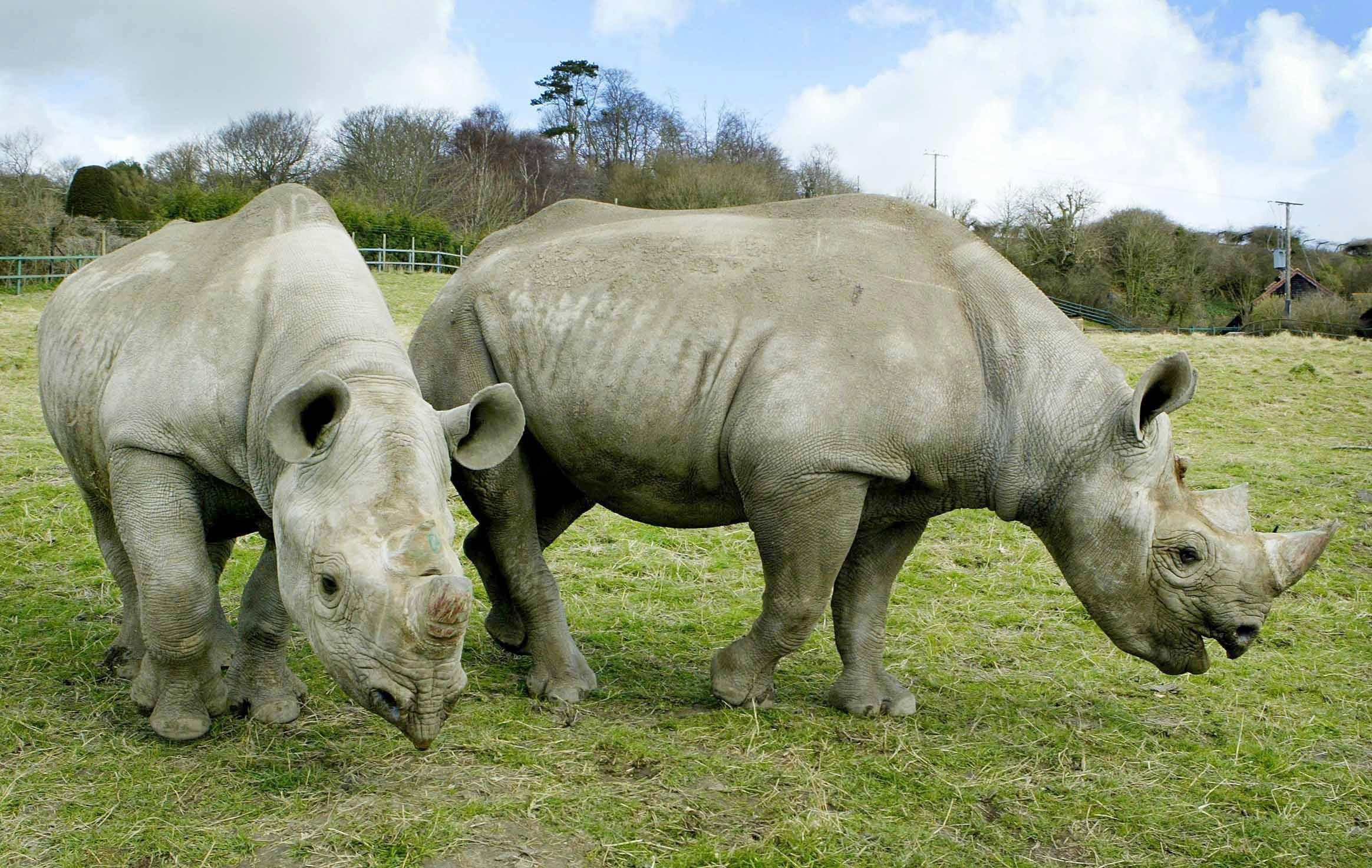 white rhinoceros population increasing