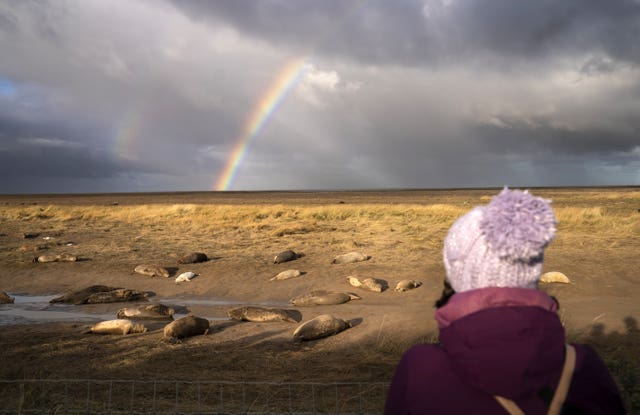 A member of the public views grey seals and their pups at Donna Nook National Nature Reserve in Lincolnshire, where grey seals come every year in late October, November and December to give birth 