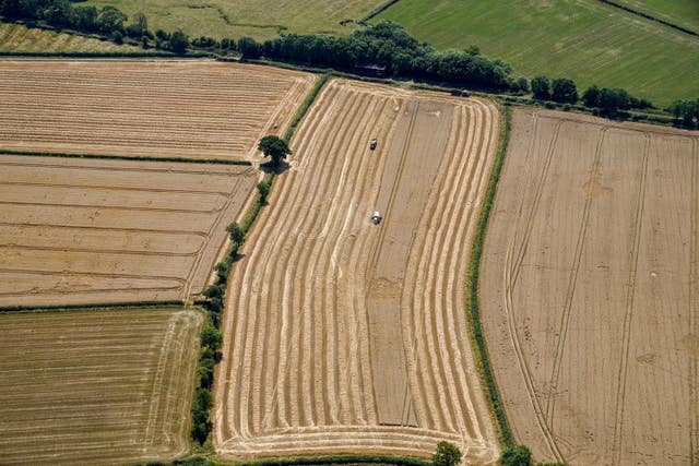 Aerial view of a field of wheat being harvested