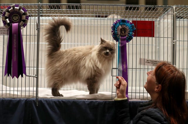 Dundee Cat Show