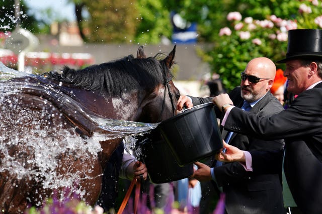 Mojo Star has a drink of water after the Gold Cup