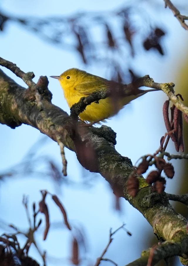 American yellow warbler in Kent