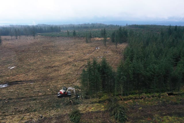 Ancient bog restoration