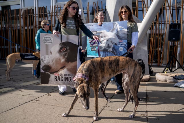 A greyhound in front of Holyrood 