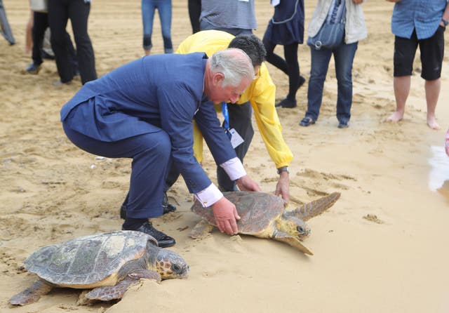 Charles, pictured releasing a turtle into the sea in Malta, has been a life-long environmentalist. Steve Parsons/PA Wire