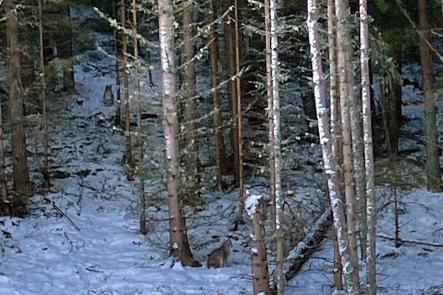 Lynx captured in the Highlands