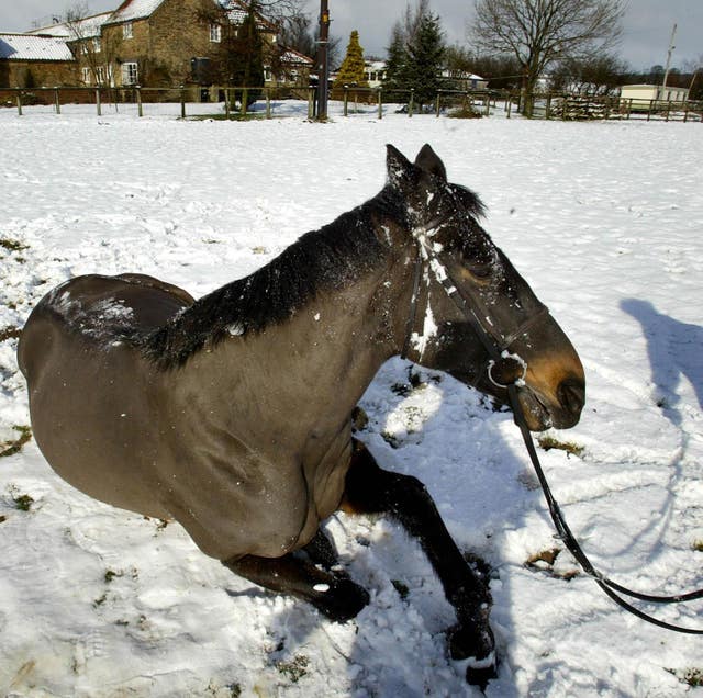 Jodami in his retirement 