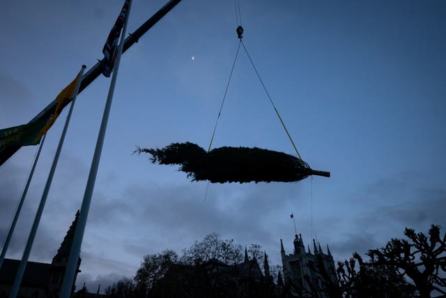 Xmas tree for Parliament Square