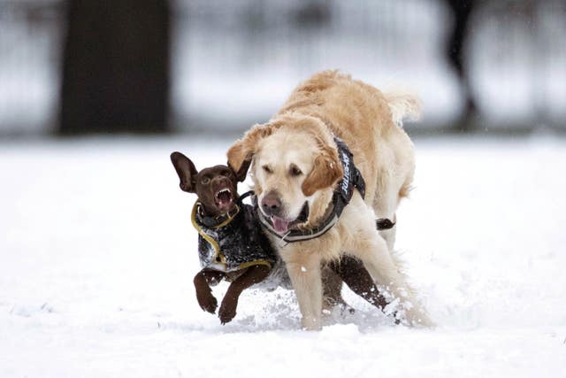 Dogs running in Kennington Park, London, in December 2022