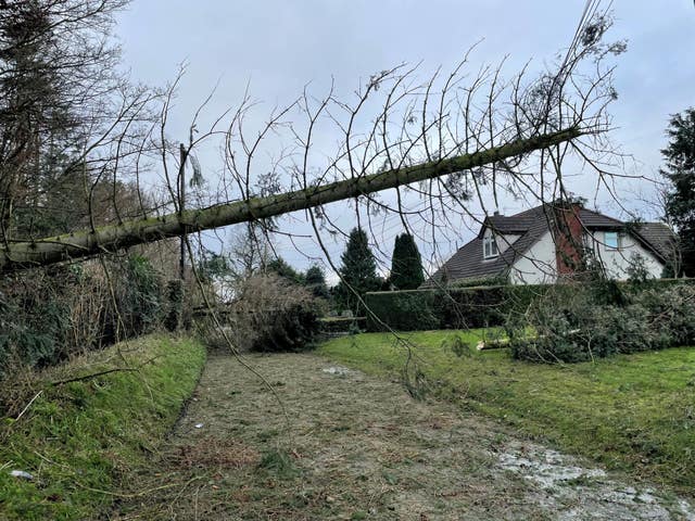 A fallen tree blocking the Eglantine Road near Hillsborough, Co Down 