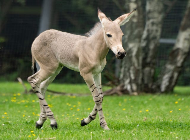 African wild ass foal