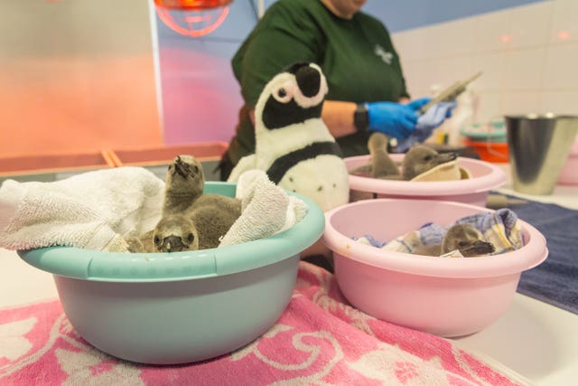 Penguin chicks at London Zoo