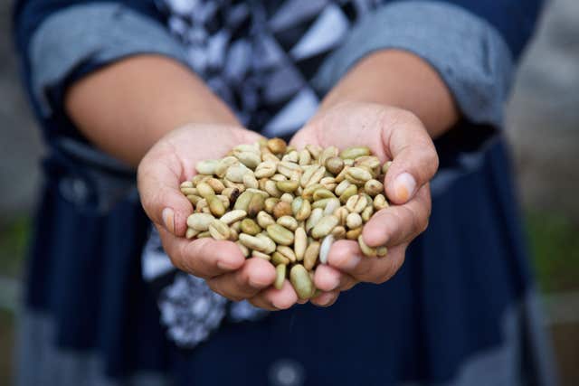 Coffee farming in Sumatra