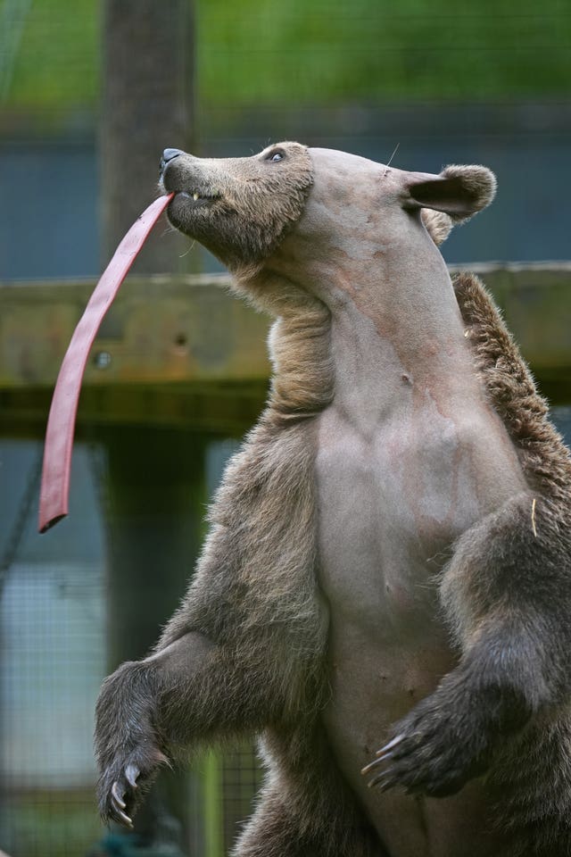 Brown bear with red enrichment hanging from its mouth