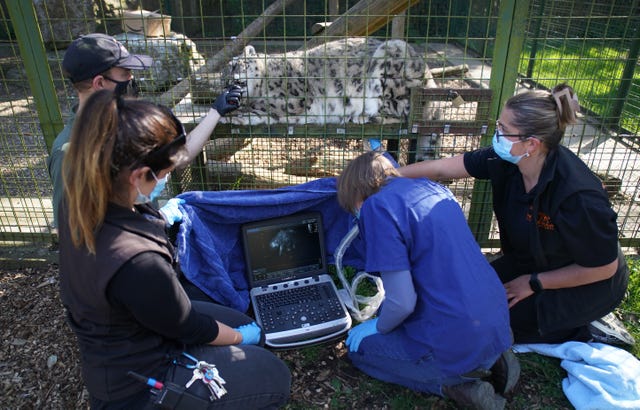 Snow leopard Laila being prepared for her ground-breaking ultrasound procedure