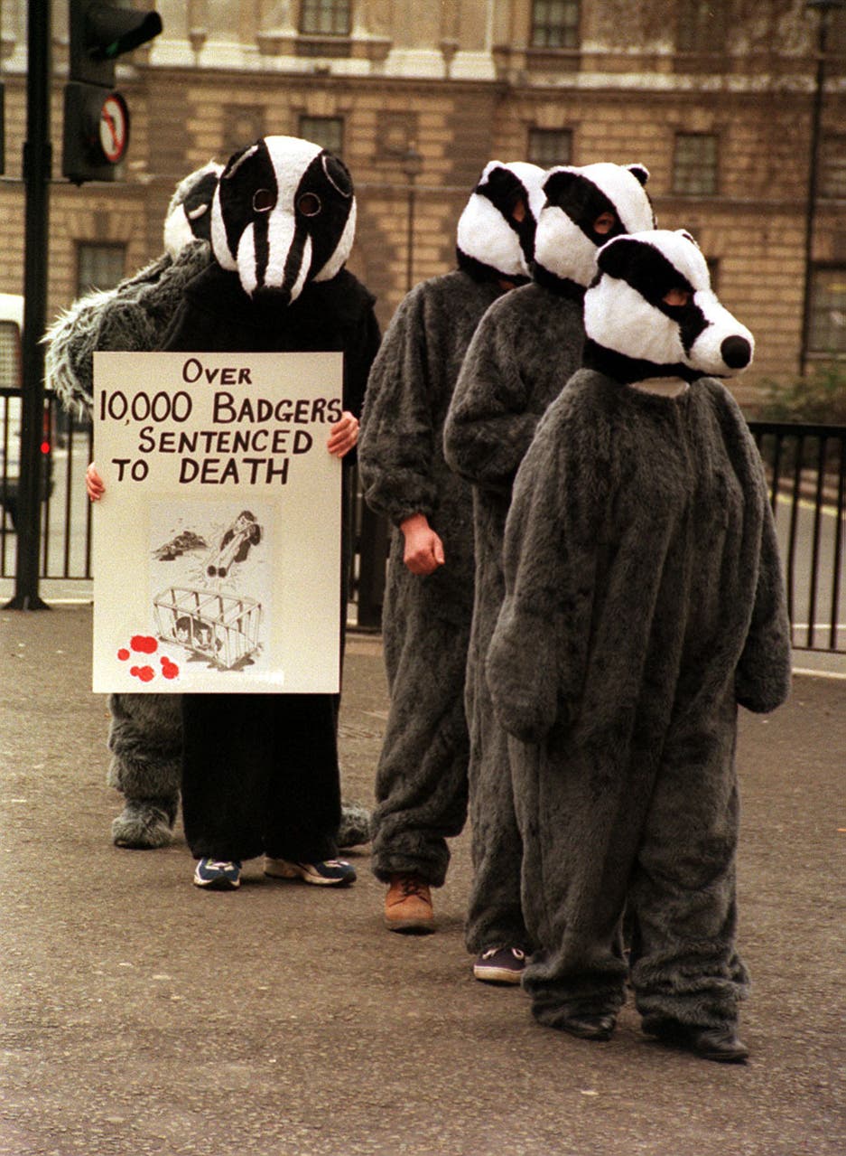 Government to end badger cull within five years in ‘watershed moment ...