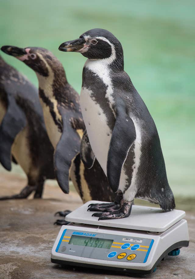 London Zoo annual weigh-in