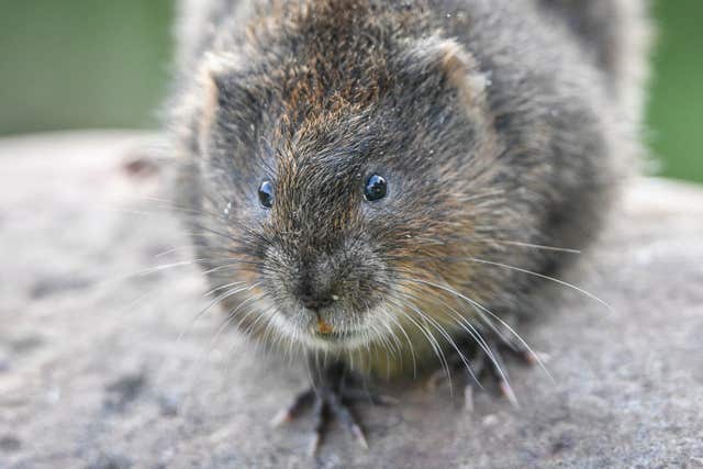 A water vole