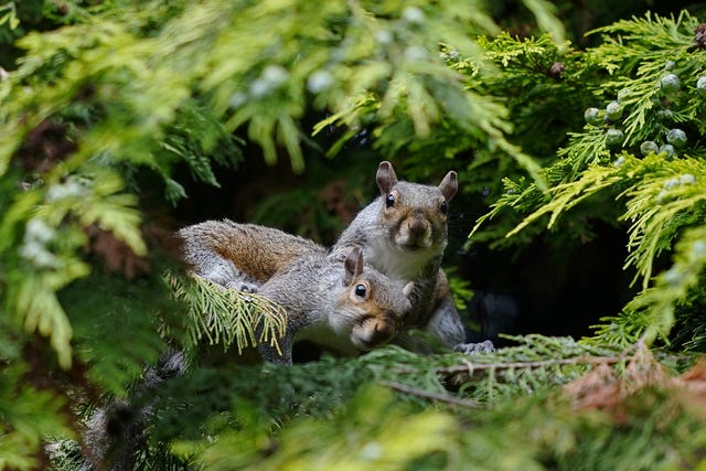 Two grey squirrels sitting among green tree foliage