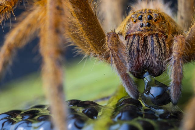 The spider’s supper by Jaime Culebras