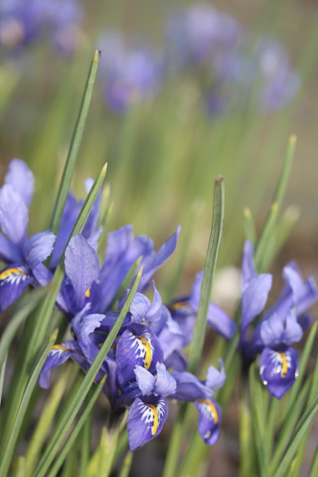 Iris reticulata (Thinkstock/PA)