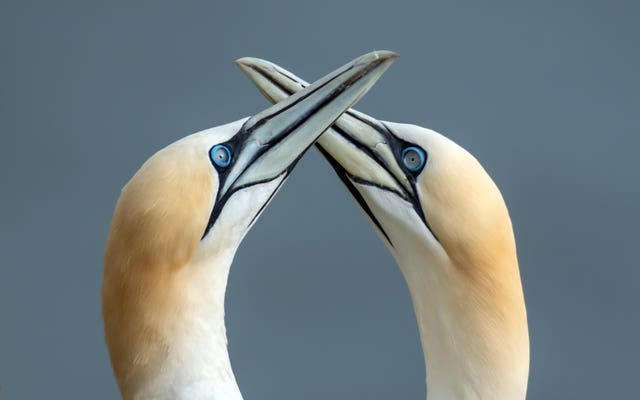 Seabirds at Bempton Cliffs